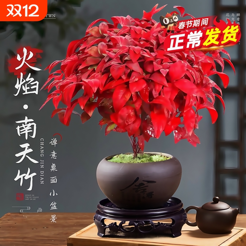 火焰南天竹盆栽树苗矮化小盆景室内禅意耐寒绿植物好养庭院摆放