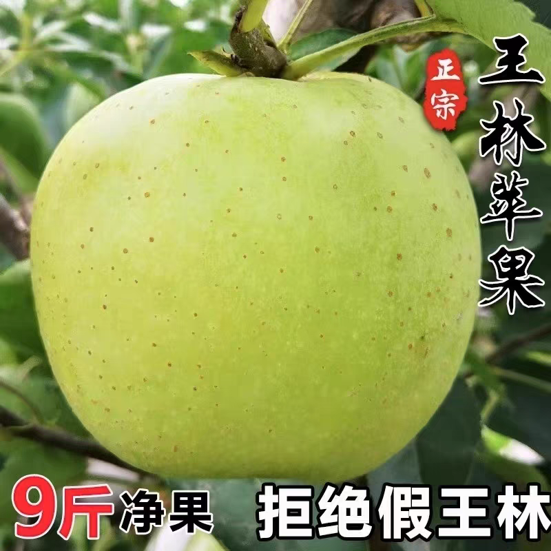 正宗王林青苹果当季新鲜水果脆甜10斤绿苹果青蜜王琳雀斑玉林