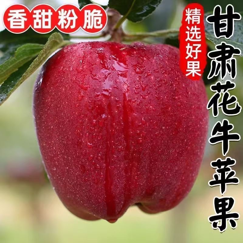 花牛苹果天水正宗新鲜应季水果粉面脆甜蛇果宝宝辅食平果整箱包邮
