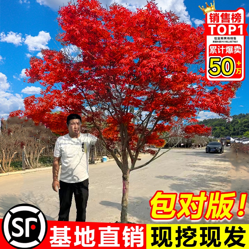 红枫庭院四季美观好养耐寒耐旱