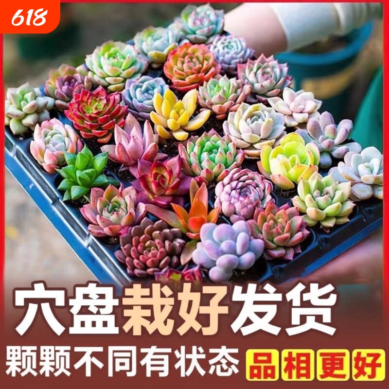 多肉植物批发多肉组合盆栽套餐栽好发货肉肉植物绿植组合石莲花