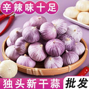 新大蒜紫皮独头蒜2025新鲜干蒜应当季 蔬菜红珍珠圆头独蒜辣蒜正宗