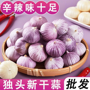 新大蒜紫皮独头蒜2025新鲜干蒜应当季 蔬菜红珍珠圆头独蒜辣蒜正宗