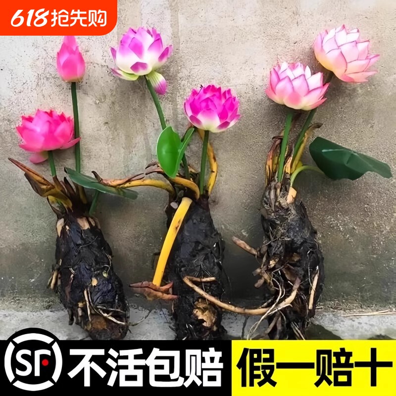 睡莲水培植物盆栽带花四季开花卉大根块池塘莲花种苗水养荷花根茎