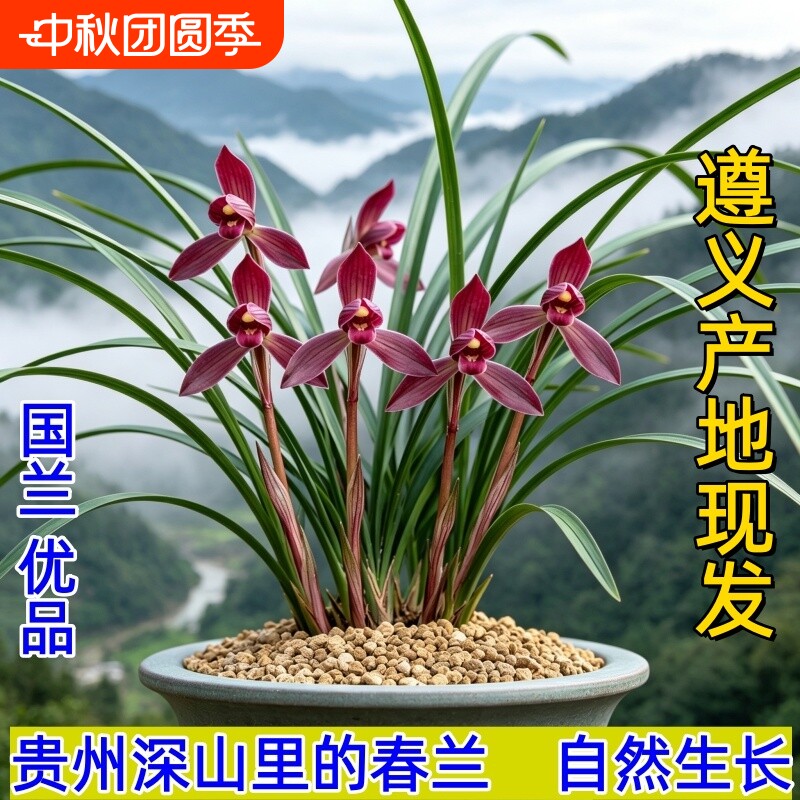贵州名品春兰冬带花苞兰花苗浓香盆栽花卉室内国兰花草原生好养