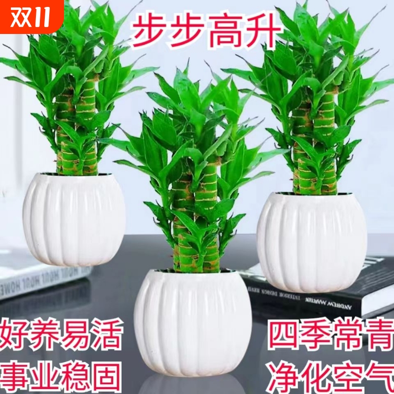 步步高升富贵竹盆栽室内水培植物净化空气四季常青客厅摆放招财竹