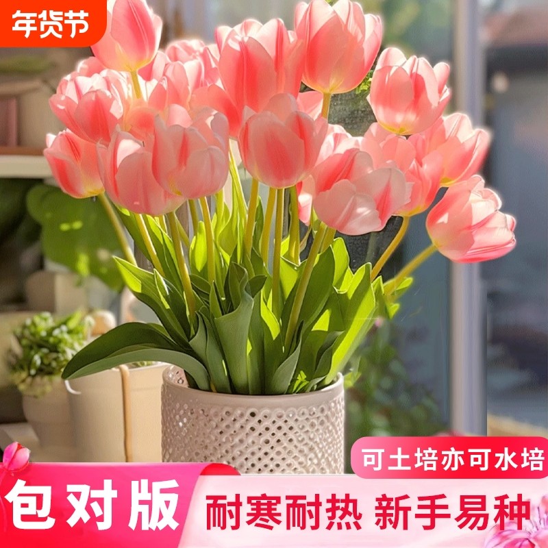 重瓣郁金香种球可土培水培植物阳台盆栽庭院地载耐寒耐热花卉绿植,鲜花速递/花卉仿真/绿植园艺,时令草本花卉,淘宝优惠券,粉丝福利购,淘宝优惠卷