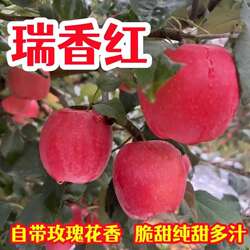 正宗庆阳瑞香红苹果清甜多汁营养丰富新鲜水果发直达大果一整箱