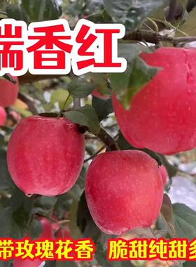 庆阳瑞香红苹果脆甜多汁