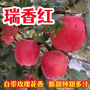 正宗庆阳瑞香红苹果清甜多汁营养丰富新鲜水果发大果一整箱脆甜