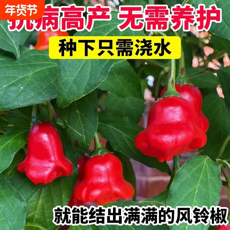 风铃辣椒种子高产特色早熟小灯笼辣椒观赏可食用四季播蔬菜种孑