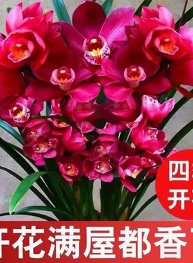 精品名贵兰花苗建兰大将军盆栽室内高端红花卉绿植四季好养客厅