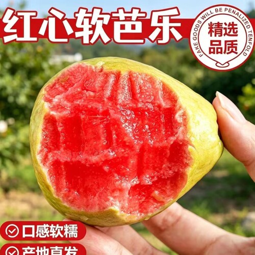 红心奶油芭乐鲜果树上熟