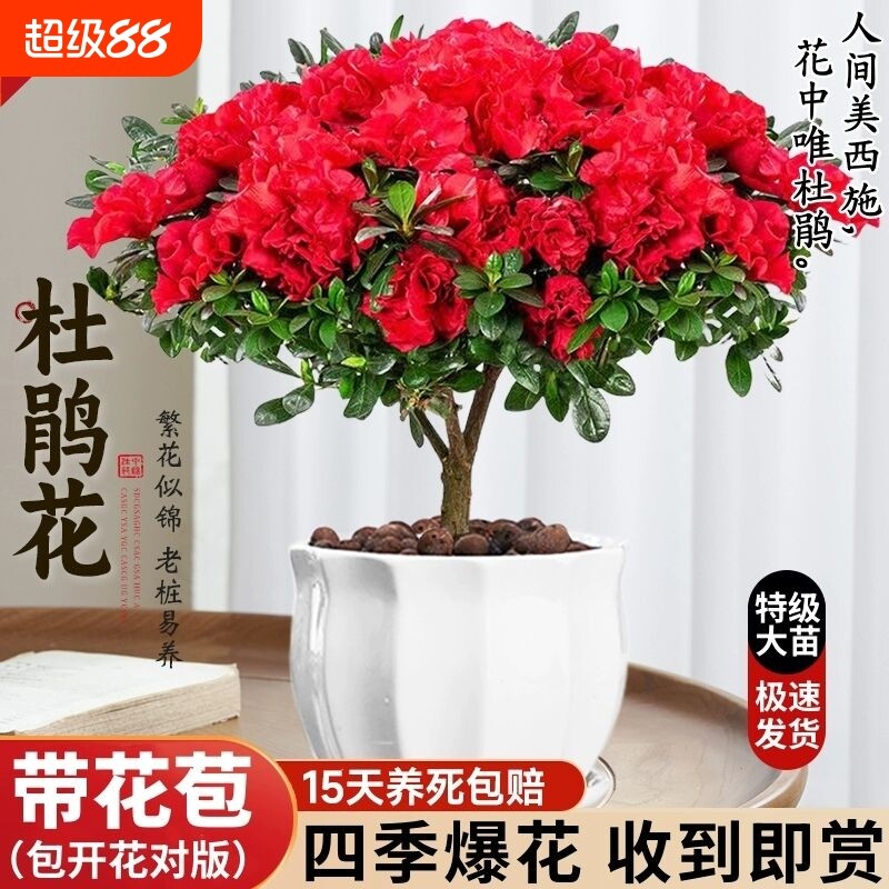 杜鹃花盆栽花卉植物室内苞老桩鲜花好养易活绿植开花带花摆放清香