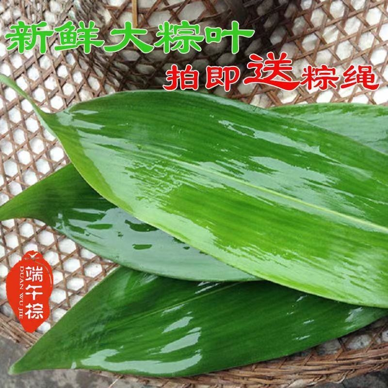 粽叶 新鲜粽子叶 真空装鲜粽叶野生小箬叶棕叶纯天然