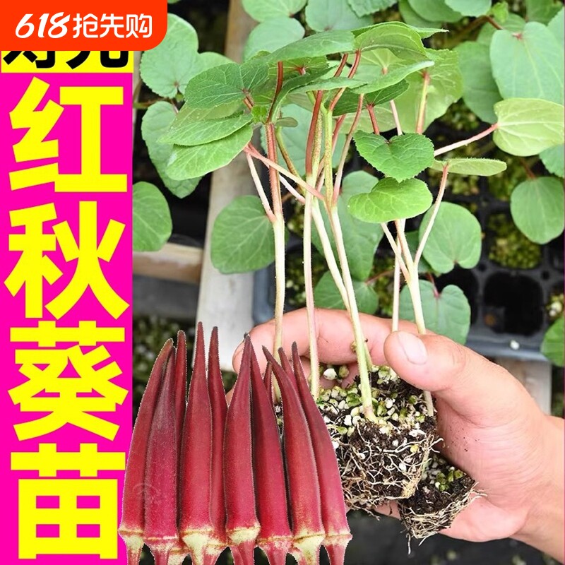 红秋葵苗带土四季水果秋葵红黄绿耐老超嫩春秋种子秧苗阳台扁豆