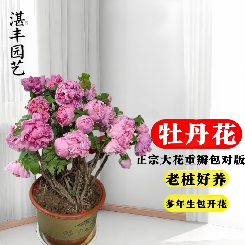 正宗洛阳牡丹花苗盆栽紫名