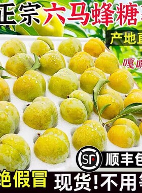 正宗贵州六马蜂糖李孕妇新鲜水果非脱骨青脆李五月脆巫山脆李蜂蜜