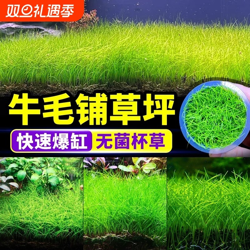 迷你牛毛水草鱼缸专用造景草坪草皮前景草矮珍珠真草植物无菌藻类