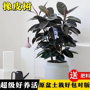 橡皮树黑金刚橡皮树客厅小苗盆栽真树室内好养净化空气绿植办公室