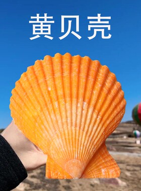 天然贝壳鱼缸造景装饰品水族造景寄居蟹儿童手工diy绘画彩色扇贝