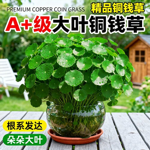 大叶铜钱草水培植物金钱草盆栽室内外精品绿植四季好养活客厅阳台 - 封面