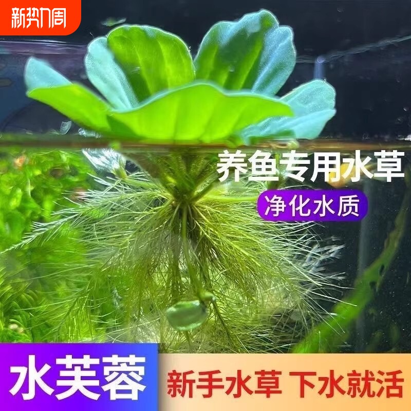 龟缸造景植物水培水芙蓉水面浮萍绿植躲避室内摆件水草水质养龟