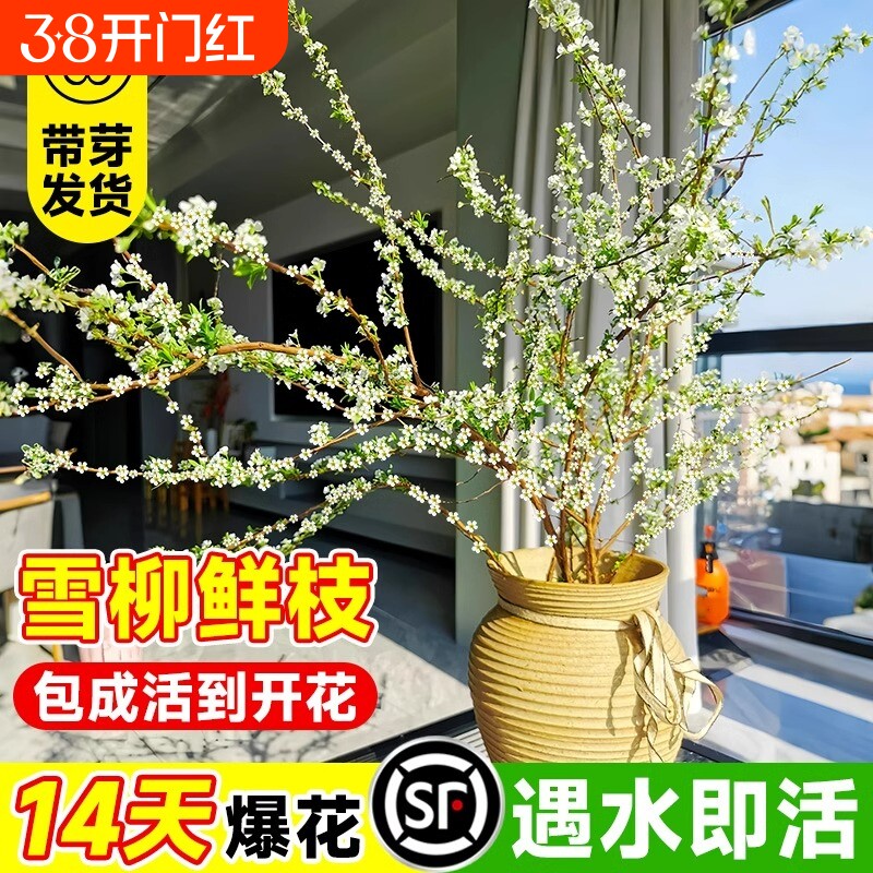 雪柳鲜切鲜枝干支水培植物盆栽室内花卉绿植水养易活遇水开花树苗