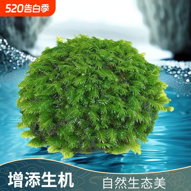 鱼缸装饰造景凤尾大半球真水草阴性懒人新手好养水草增氧净化水质