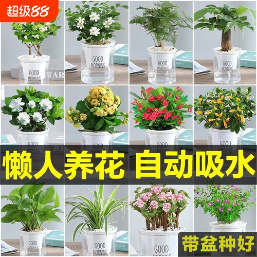 绿萝花卉盆栽小绿植水培好养室内多肉植物净化空气客厅桌面长寿花