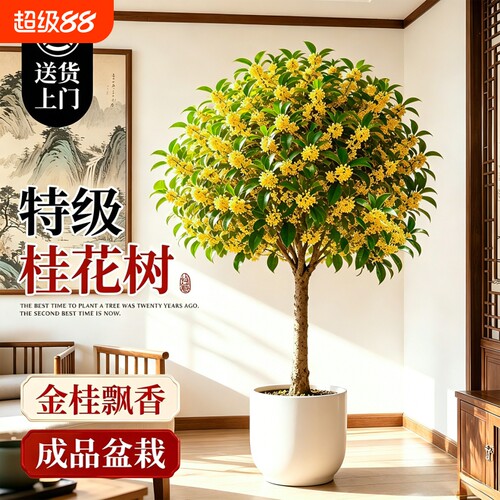 桂花树苗四季桂盆栽浓香客厅室内花卉绿植高级感盆景老桩好养开花