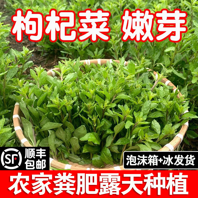 广西枸杞菜芽菜叶菜头新鲜野生可食用农家有机冷门蔬菜淘菜菜生鲜