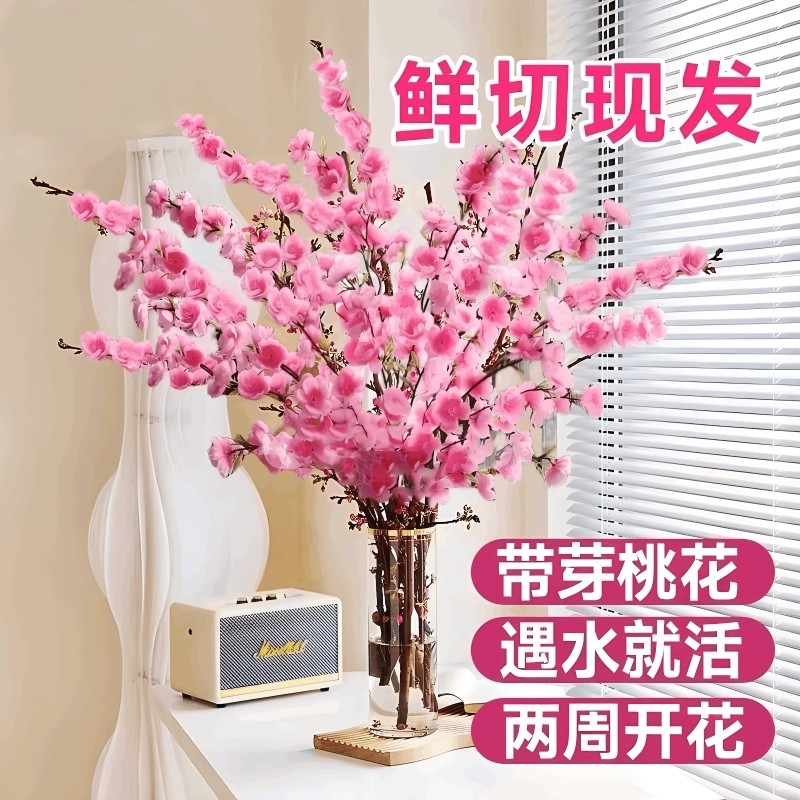 桃花枝水培植物红梅鲜花切枝花卉室内水养绿植物盆栽多规格