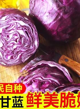 紫甘蓝新鲜包菜蔬卷心菜叶菜现摘减脂即食生吃凉拌下饭菜自种轻食