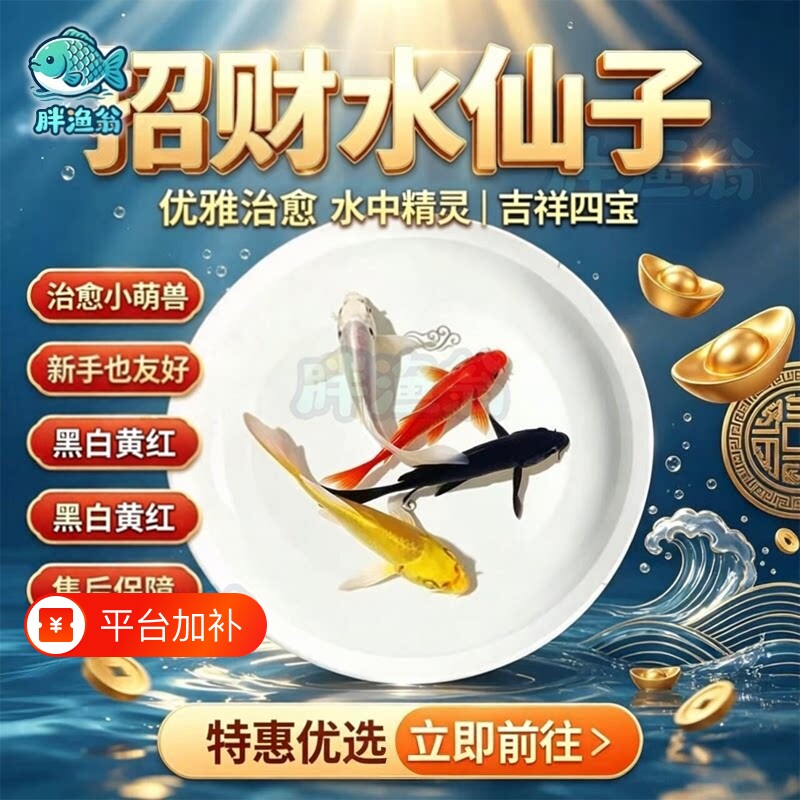 锦鲤活鱼锦鲤鱼观赏鱼小鱼苗金鱼草冷水鱼苗幼苗懒人好养淡水纯种