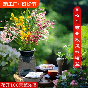 香水文心兰梦香浓浓奶香味花开上百朵 现带超多花出售桌面盆载