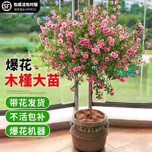 木槿花盆栽重瓣树苗蓝雪花四季小木槿棒棒糖小苗食用新鲜四季开花