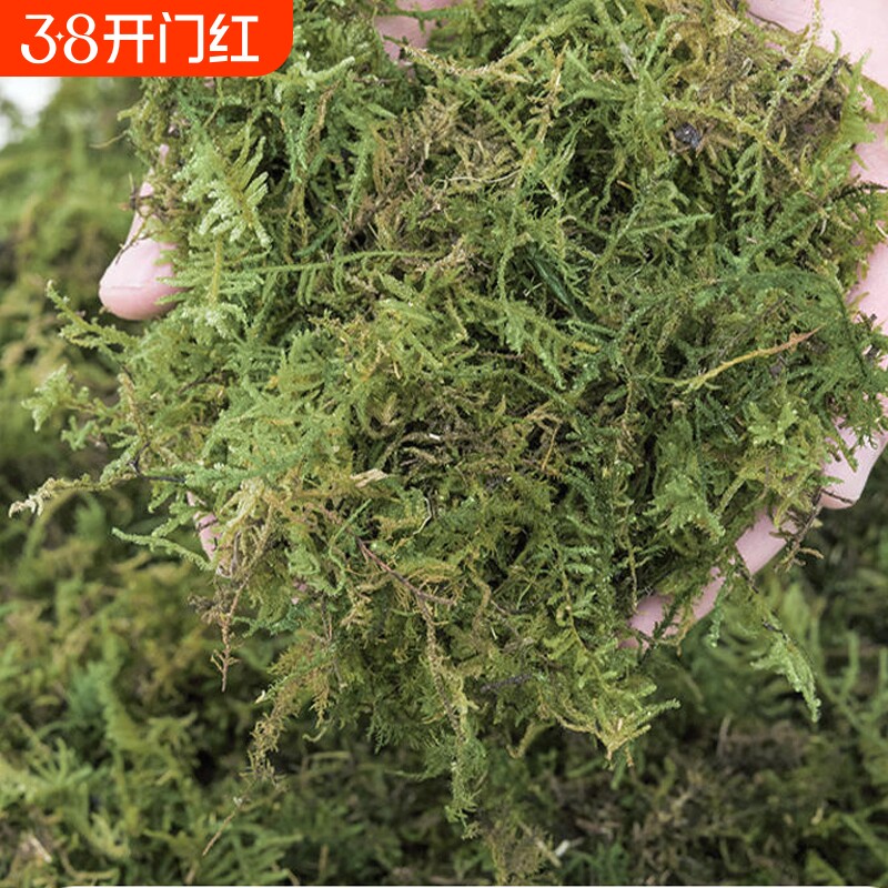 蝴蝶兰水苔干水苔兰花专用营养土苔藓石斛乌龟冬眠通用优质种植