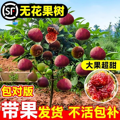 阳台盆栽彩虹无花果树果苗庭院地栽条纹bnr无花果苗南方北方种植