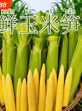 鲜果农产品现摘玉米笋