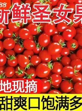 圣女果千禧小番茄新鲜现摘当季小西红柿超甜孕妇水果整箱自提好吃