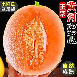 黄河蜜瓜甘肃民勤沙漠甜瓜当季新鲜黄金蜜瓜香瓜甜瓜整箱