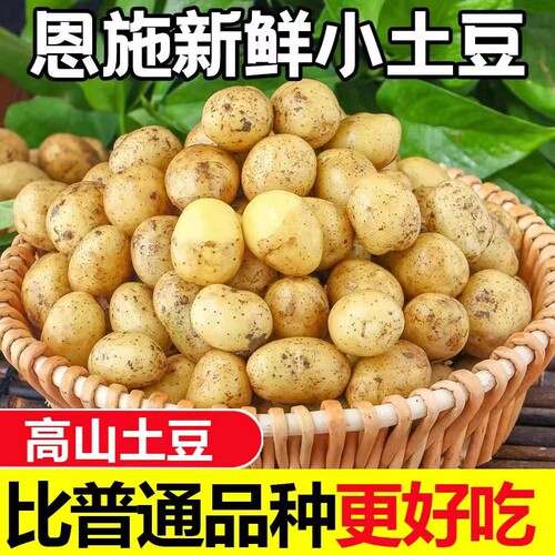 富硒土豆湖北恩施小土豆新鲜现挖黄心马铃薯洋芋粉糯沙面批发