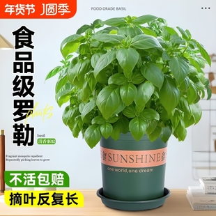 罗勒盆栽可食用九层塔金不换薄荷迷迭香室内绿植驱蚊植物新鲜小苗