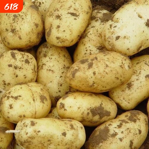 新鲜土豆现挖黄皮土豆洋芋农家