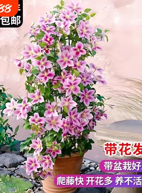 乌托邦铁线莲大苗爬藤植物绿植花卉盆栽银币阳台四季开花带花室外