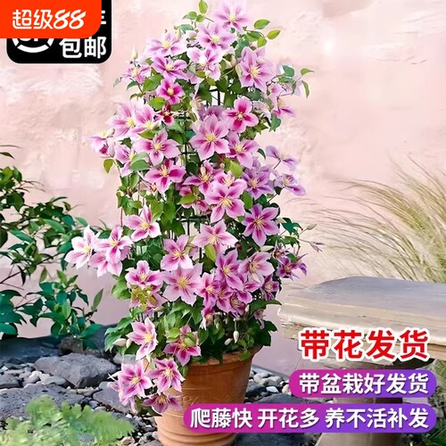 乌托邦铁线莲大苗爬藤植物绿植花卉盆栽银币阳台四季开花带花室外