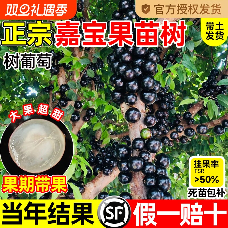 正宗四季嘉宝果苗树树葡萄果苗沙巴艾斯卡庭院果树南北方种植盆栽