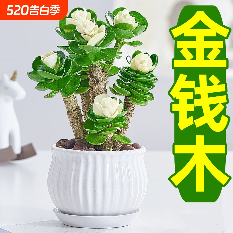 金钱木盆栽发财树老桩多肉植物小金钱树室内招财绿植花卉客厅桌面