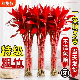 富贵竹水培植物紫竹鸿运特粗杆大颗叶风水发财树节节高升客厅招财